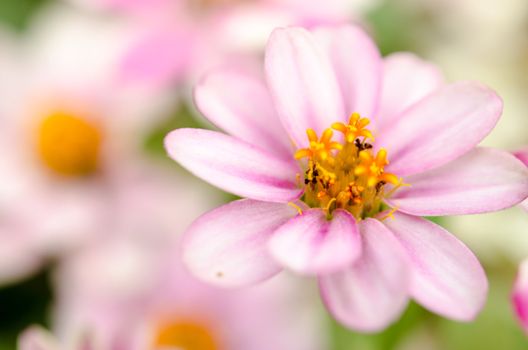 Cosmos flowers on beautiful background