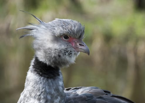 the crested screamer or chauna torguata bird