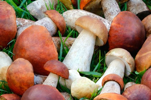 A large number of collected mushrooms lying on the grass in the forest. Photographed close up.