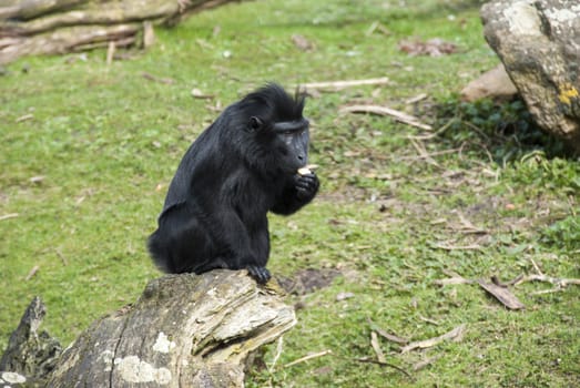 black crested macaque eating his food