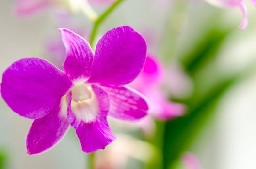 Image of purple orchid flower close-up shoot.