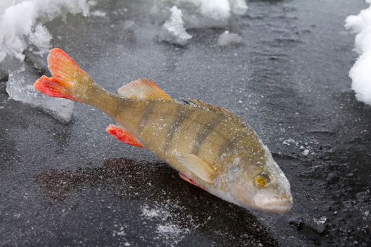 catching of a perch on lakes in the middle of the winter