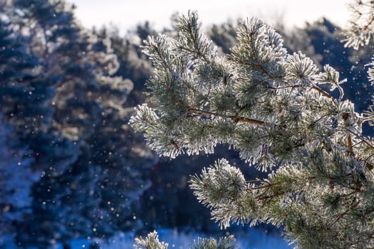 hard frost in the coniferous wood