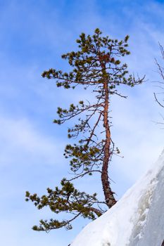 pine on a mountain slope in the winter