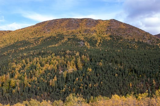 Spruce and birch trees intermingled on hillside