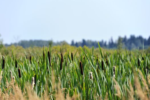 Reeds in the marsh