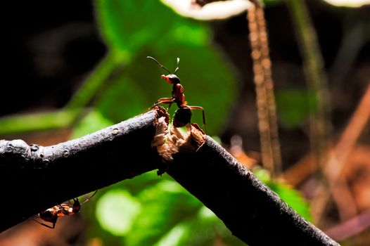 Wood ant on a broken branch.