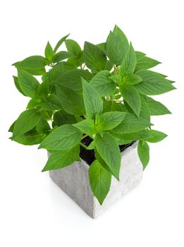 Fresh green mint in a pot, isolated on white background.