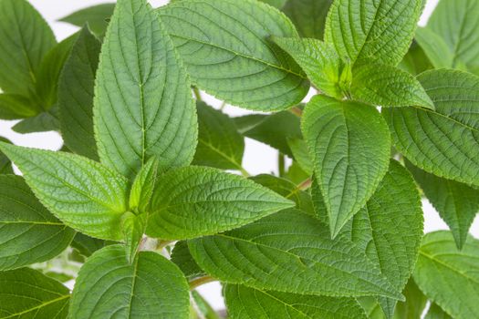 Close-up of fresh green mint leaves.