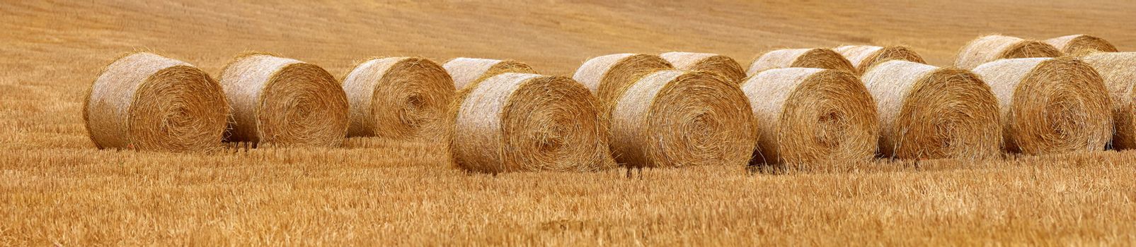 Panorama of fields after harvest in late August in Alava, Spain