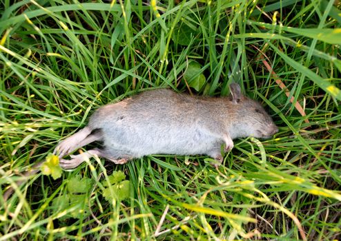 Closeup of a dead rat with a broken leg, lying in long grass