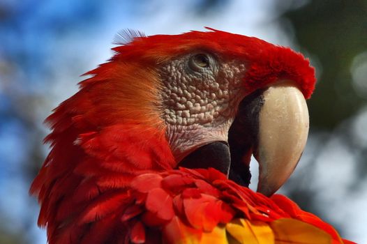  Head of Red Parrot over a Blurred Background