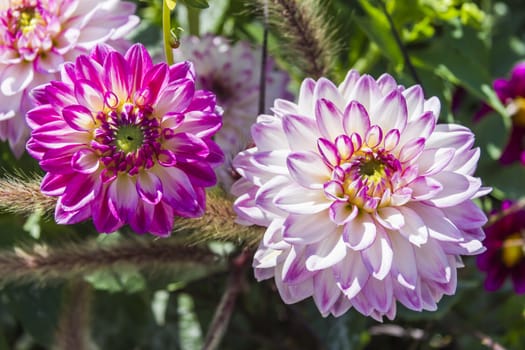 Beautiful colorful flower garden with various flowers