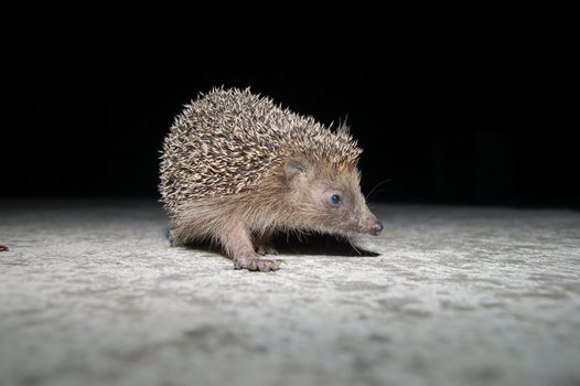 young hedgehog in the night with flash