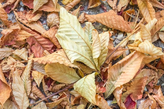 Closeup of autumn leaves in brown tones