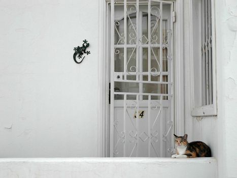 Cat waiting in front of the home door 