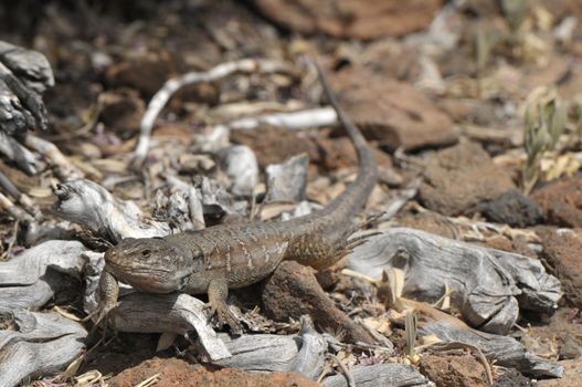 grey canarian lizard on the floor near Teide volcan