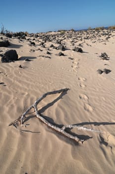 Footsteps and wood in the desert , in Canary Islands, Spain