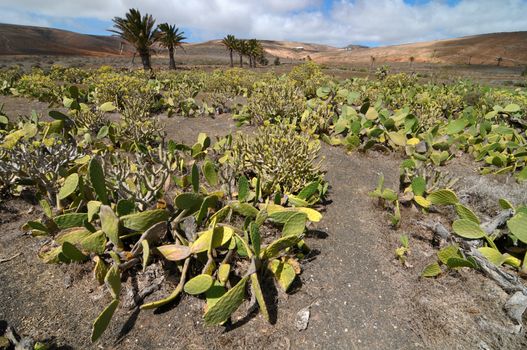 Cactus field on a cloudy sky, in Lanzarote, spain