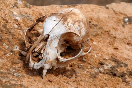 Squirrel's skull abandoned in the desert in Lanzarote, Spain