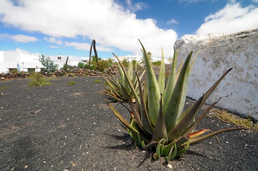 Aloe vera plants on a rock field in Lanzarote, Spain