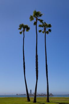 California high palm trees group on blue sky in chaffe island near long beach