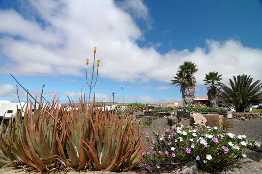 Aloe vera plant on a cloudy sky ,in Lanzarote, Spain