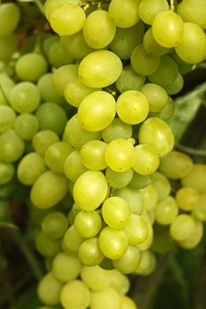 Cluster of light yellow ripening grapes hanging on a branch in early autumn