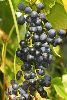 Cluster of dark blue ripening grapes hanging on a branch in early autumn