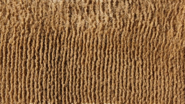 Fragment the surface of old beige fluffy floor carpet