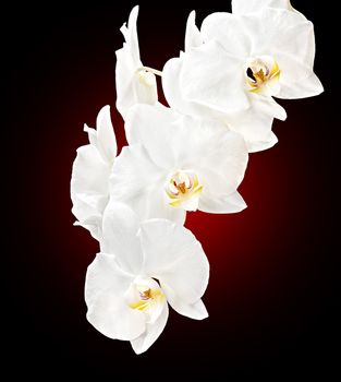 Phalaenopsis. White orchid on red background