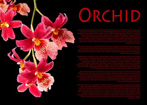 Cambria. Red and white flower orchid with with copy-space