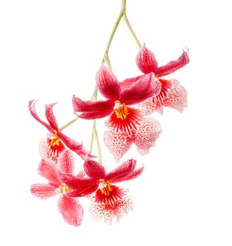 Cambria. Red and white flower orchid isolated on white