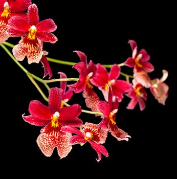 Cambria. Red and white flower orchid on black
