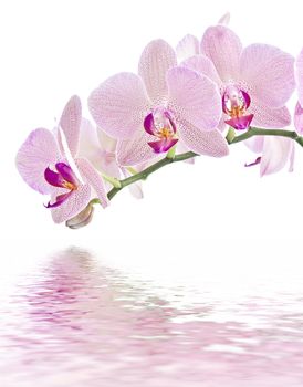 Phalaenopsis. Orchid on white and water reflection