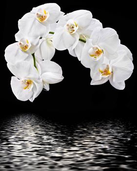 Phalaenopsis. White orchid and water reflection text box