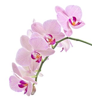 Phalaenopsis. Orchid isolated on white background