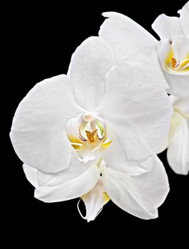 Phalaenopsis. White orchid on black background