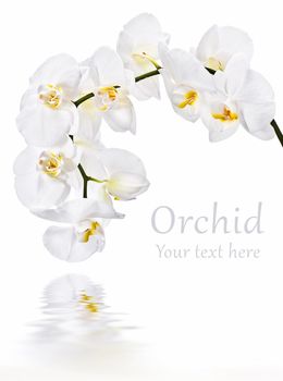 White phalaenopsis orchid on white background