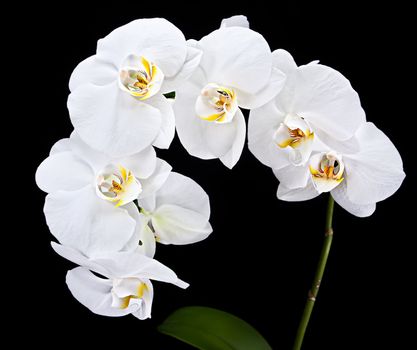 Phalaenopsis. White orchid on black background