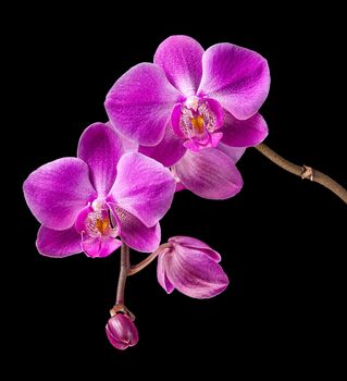 Phalaenopsis. Colorful pink orchid on black background