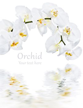 White orchid and water reflection