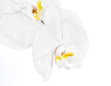 Phalaenopsis. White orchid on white background