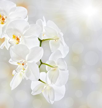 Soft floral background. White Orchid in high key