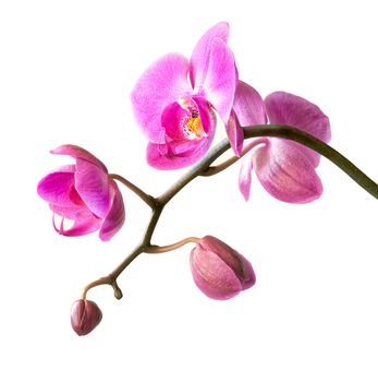 Phalaenopsis. Pink orchid on white background