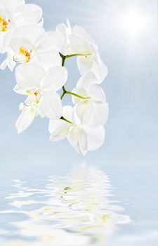 Soft floral background. White Orchid in high key