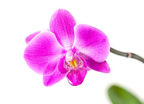 Phalaenopsis. Pink orchid on white background