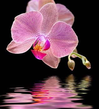 Phalaenopsis. Orchid and water reflection