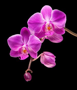 Phalaenopsis. Colorful pink orchid on black background