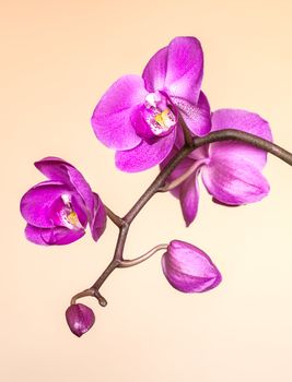 Phalaenopsis. Pink orchid on yellow background